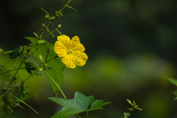 Closeup view of beautiful ridge gourd flower, natural fresh photo of yellow flowers. Luffa cylindrica