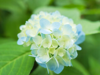 6月の花　曇りの日の紫陽花の花66