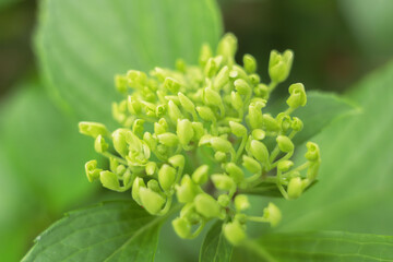 6月の花　曇りの日の紫陽花の蕾68
