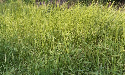 Wild grass field with tall green stems swaying in the wind. Natural grass background