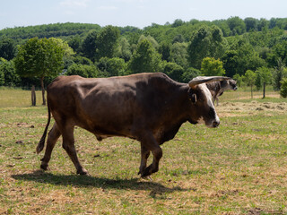cows grazing in a meadow, cow, bull, bulls in the farm in the nature countryside