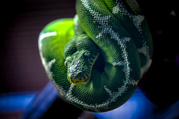 Closeup on a green python coiled around a branch at the zoo