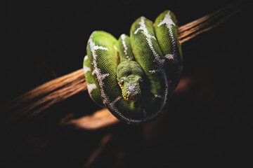 Closeup on a green python coiled on a branch at the zoo
