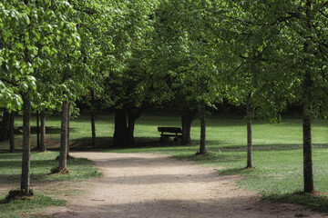A small clearing with trees and lawn in the european park.