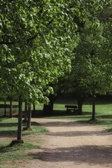 A small clearing with trees and lawn in the european park.
