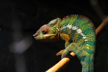 A colorful chameleon in a terrarium