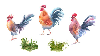 Roosters hand painted countryside watercolor clipart with cockerels and field grass isolated. Farm birds and greenery drawing for DIY farmhouse decor, greeting cards, and farm to table branding.