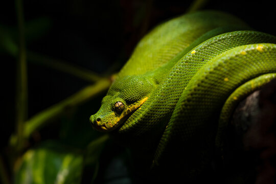 Close-up of a green tree python
