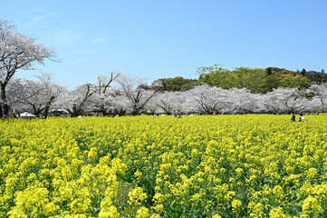 西都原古墳群の春