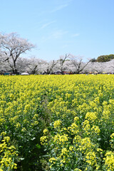 西都原古墳群の春