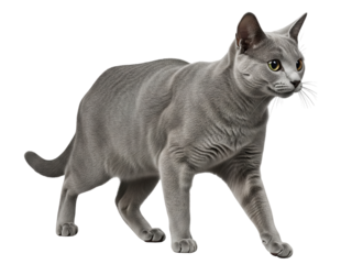 a Russian Blue cat with dense silver-blue short fur, walking pose, fully visible in frame, isolated on a transparent background