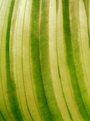 banana leaf texture