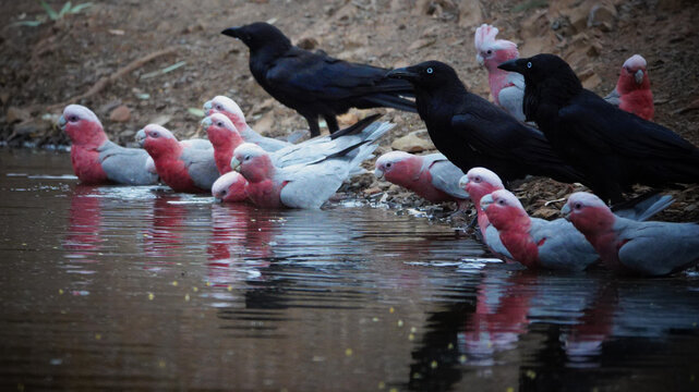 Australian Raven & Galah
