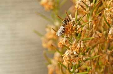 Hoverfly (Syrphidae) in its natural enviroment. Hoverflies, also called flower flies or syrphid flies, are of the insect family Syrphidae