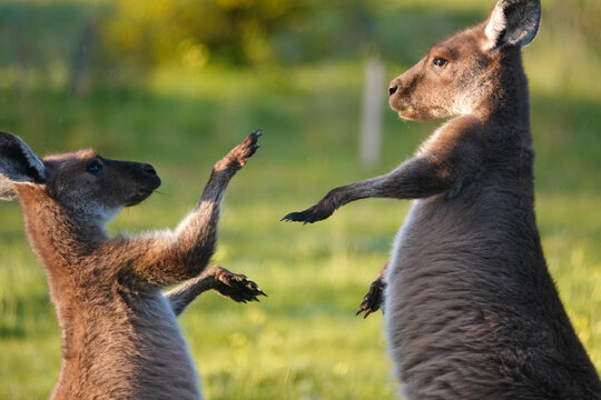 Western Grey Kangaroo