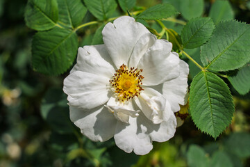 Detail of white flower or rose on green leaves in blurred background
