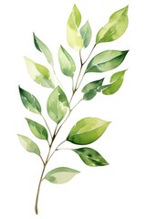 Obraz premium Floral green leave art illustration watercolor.