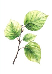 Fototapeta premium Watercolor of green leaf illustration branch green leaves.
