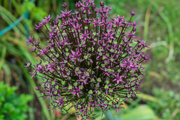 Detail of allium christophii or Star of Persia in pink and green on green leaves in blurred background
