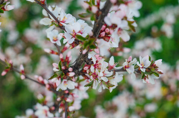Japanese cherry blossom, close-up. tree blossoming in spring. Cherry blossom background