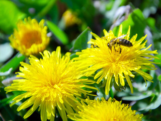 wasp on yellow dandelion flowers. wasp collects nectar from yellow dandelion flower