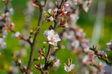 Japanese cherry blossom, close-up. tree blossoming in spring. Cherry blossom background