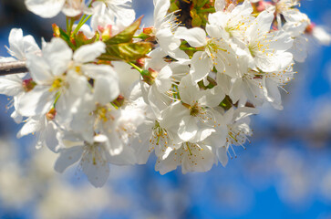 background with the image of a blooming cherry branch, Cherry blossom, close-up. tree blossoming in spring. Background with cherry blossom