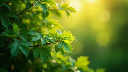 Fototapeta premium Green natural bokeh background with soft sunlight coming through the foliage. Background
