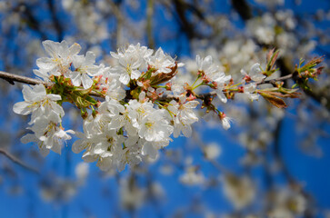 background with the image of a blooming cherry branch, Cherry blossom, close-up. tree blossoming in spring. Background with cherry blossom