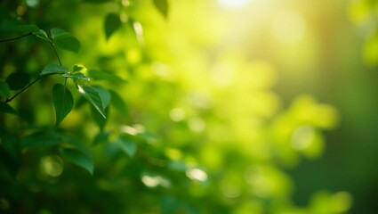 Obraz premium Green natural bokeh background with soft sunlight coming through the foliage. Background