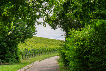 Vineyard located by the river Neckar near Stuttgart in Baden W&uuml;rttemberg Germany