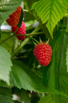 Ripe raspberries on a bush