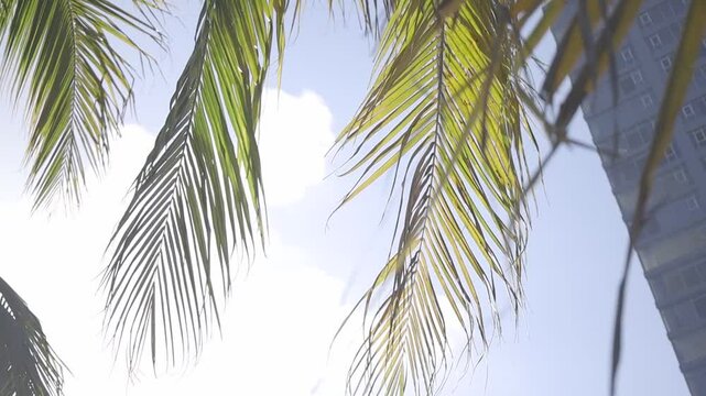 shot of coconut palm trees with blue sky, canon eos R c-log color 8bits 