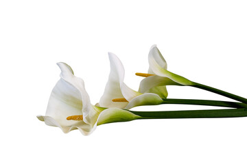 vaso con fiori ,calle