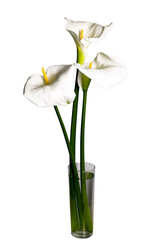 vaso con fiori ,calle