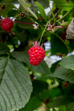 A ripe raspberry
