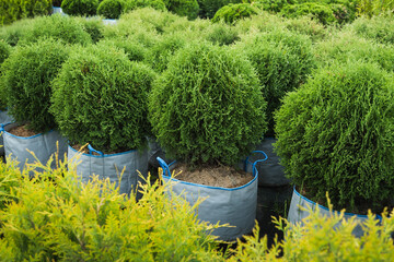 Lush green conifer round small thuja bush in row in garden in nursery. Varietal Brabant thuja in...