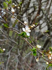 white flower.