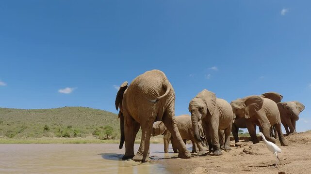 Low wide angle of African Bush Elephant (Loxodonta africana) chasing a Cattle Egret away from a waterhole under hot midday sun in kenya 