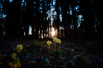 Blumen im Sonnenlicht