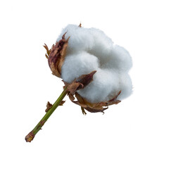 A close-up of a cotton boll showcasing its soft, fluffy white fibers and natural brown husk, standing out against a white isolated background.