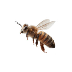 A close-up view of a bee, showcasing its detailed features and natural colors, isolated on a white background for clarity and focus.