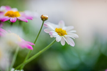 Colorful daisies bloom in a garden during spring, showcasing vibrant petals and delicate details in natural sunlight