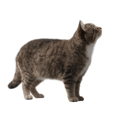 A curious gray tabby cat stands upright, gazing upwards. Its fur is plush, and its green eyes are bright. This playful and attentive feline embodies the charm of domestic cats.