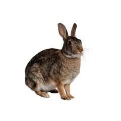 A cute rabbit sitting gracefully, showcasing its soft fur and expressive ears, ideal for nature-themed projects.