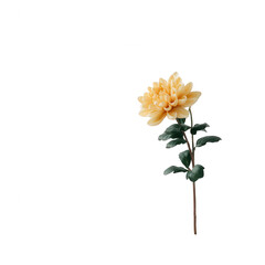 Fototapeta premium A delicate yellow flower with lush green leaves, isolated on a white background. Perfect for designs and botanical themes.