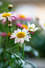 Bright daisies bloom in a vibrant garden during a sunny afternoon in spring, showcasing nature's beauty and color
