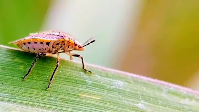 Stink Bug Macro on Leaf - Nature Insect Footage. 4K UHD