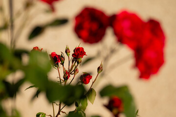 Red Roses in the Garden during Sunset, Braga, Portugal.