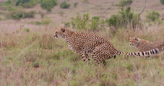 Wide of two Cheetahs (Acinonyx jubatus) at the savannah in Kenya as one defecates on the grass